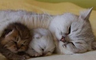 猫和人能否一起睡觉，容易产生打扰睡眠、感染寄生虫和真菌等问题