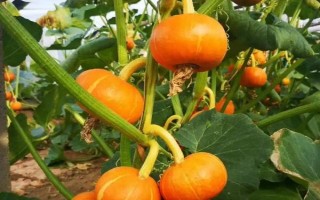 南瓜怎么高产种植，一定要确保植株生长环境空气流通