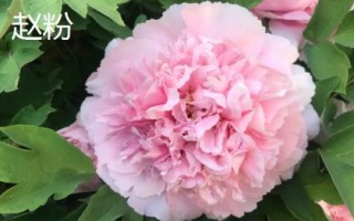 牡丹食用品种，主要包括凤丹牡丹、紫斑牡丹