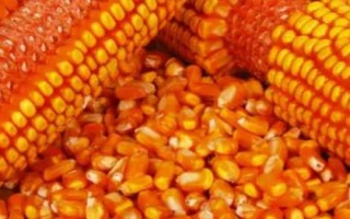 好的玉米种子不具备哪些条件，不具备发芽率低的因素