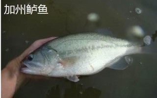 加州鲈鱼是鲈鱼吗,二者并不是同一种鱼