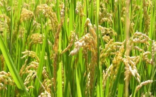 II优101水稻种子特点,注意秧苗病虫害防治