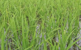 Y两优3089水稻种子特点,注意防治白叶枯病