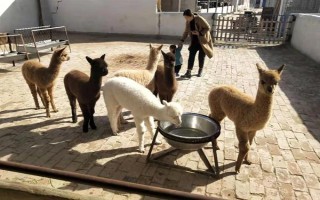 羊驼适合在什么地方养殖，适合在山区、草原等地养殖