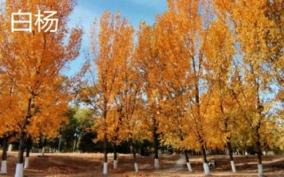 杨树简介，是著名的经济树种