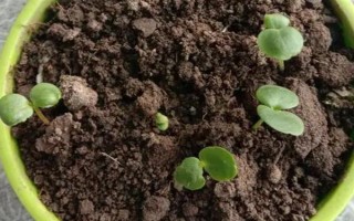 盆栽凤仙花的养殖方法，每隔一个月施一次稀薄的肥水