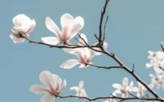 昆明市的市花,是云南山茶花