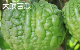 优良的苦瓜品种，包括滑身苦瓜、长身苦瓜、夏丰苦瓜等种类