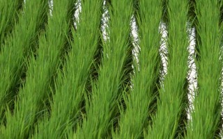 D优3527水稻品种的特性，每亩秧田播种量10-15公斤