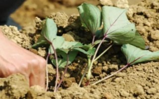 红薯苗怎么栽种，采取斜插法、直栽法、压藤插秧法