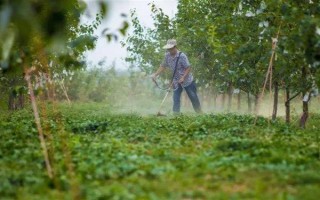 梨树的剪枝方法，剪短过长的枝条可节省养分