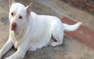 下司犬怎么养,每天只需要喂狗一次食物