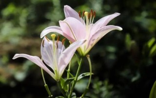 百合花怎么养,要定期修剪