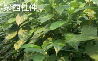 湖北襄阳能够带走的特产,包括襄阳黄酒、襄冬麦、宜城板鸭等种类