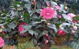 家里不能养茶花的原因,属于迷信的说法