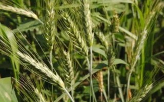 轮选103小麦品种简介，平均生育期为242天