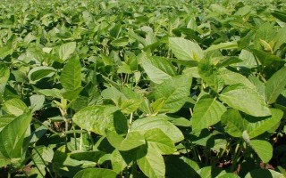 中赣601大豆品种的特性，5月底至6月中上旬播种