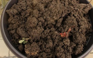 白掌的栽培管理方法，生长期间应经常保持盆土湿润