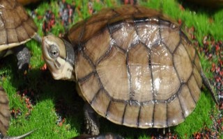 石金钱龟的销售方式，都会有人上门进行收购