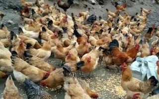 土鸡冬天不下蛋如何处理，采取提高舍温、补充营养等措施可增加产蛋量