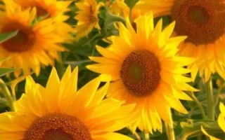 父亲节适合送什么花,可以选择石斛兰、向日葵等