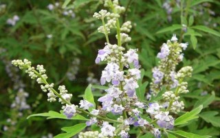 荆条的开花时间,大多为5-7月份