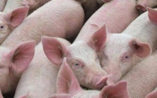 比较赚钱的养殖项目，目前蟹类养殖比较火爆