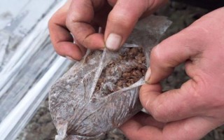 羊肚菌地膜盖多长时间可以揭掉