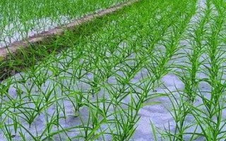 覆膜大蒜高产栽培技术，一般先播种后盖膜