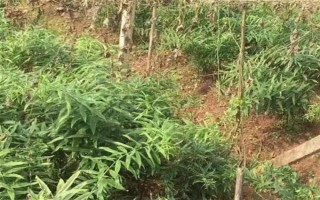 种植黄精的成本，一亩地需要900元左右