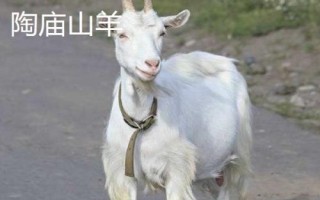 安徽省界首市的特产,沙河特曲是上乘的酒中佳品
