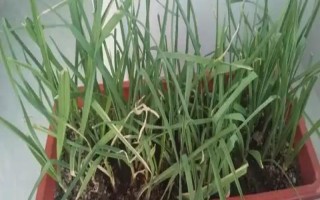 盆栽蒜苗能收割多少次，一般可连续收割3-4次