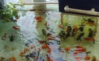 怎么养金鱼才合适，重点是要做好换水措施