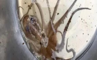 望潮和章鱼的区别，种类和分布均不同