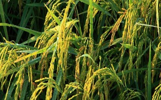 荃优822水稻品种的特性,每亩1.2~1.5万穴