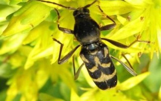 柴虫的价格，一斤需要70-100元左右