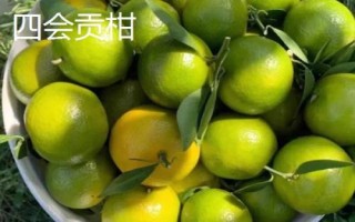 广东省阳春市的特产,马水桔在国内外享有盛名