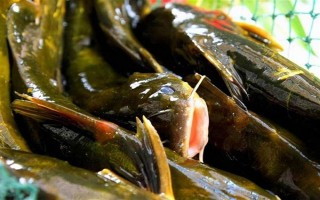 怎么清洗黄骨鱼，用水冲洗后再用开水烫一下