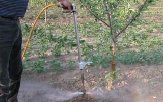 对果树使用未腐熟的有机肥有何害处,容易灼伤根系引发虫害