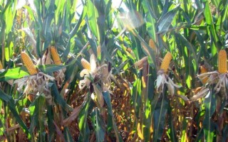 隆平259玉米种子特征特性，中抗灰斑病