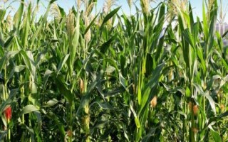瑞兴2号玉米品种的特性，中抗纹枯病