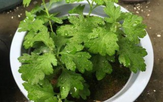 菊花要不要打顶，剪除顶端旺长枝条才能促进新枝萌发