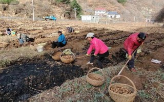 引种天麻要注意什么，当地的气候满足条件才能种植