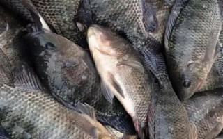 罗非鱼的习性，一般情况下都在水体中下层活动