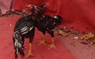 中原斗鸡的特点，外形美观且斗性顽强