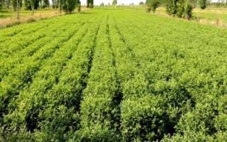 甘草怎么种植，净度高的种子可以直播