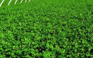 几月份种植露天芹菜，南方可以在3月份种