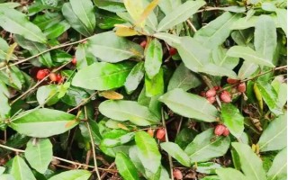 木半夏与胡颓子有什么区别，植物类型、叶片、花朵等方面均不同