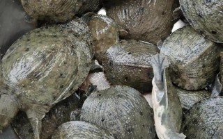 黄沙鳖苗的价格,价格受产地、规格等影响