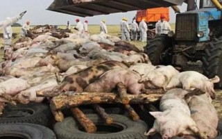 猪瘟发病症状以及如何防治,病猪体温升高、神经紊乱、四肢无力